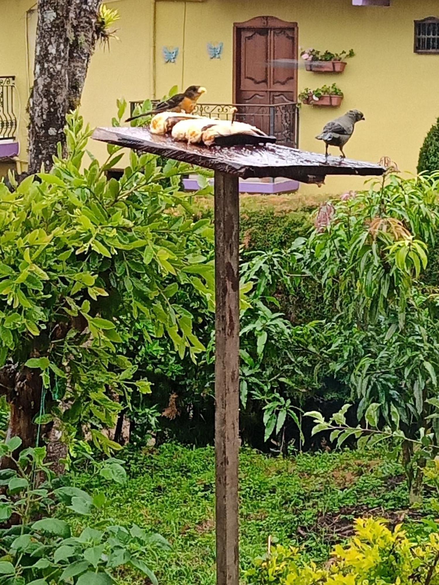 Bird House - Apartament Jardin Exterior photo