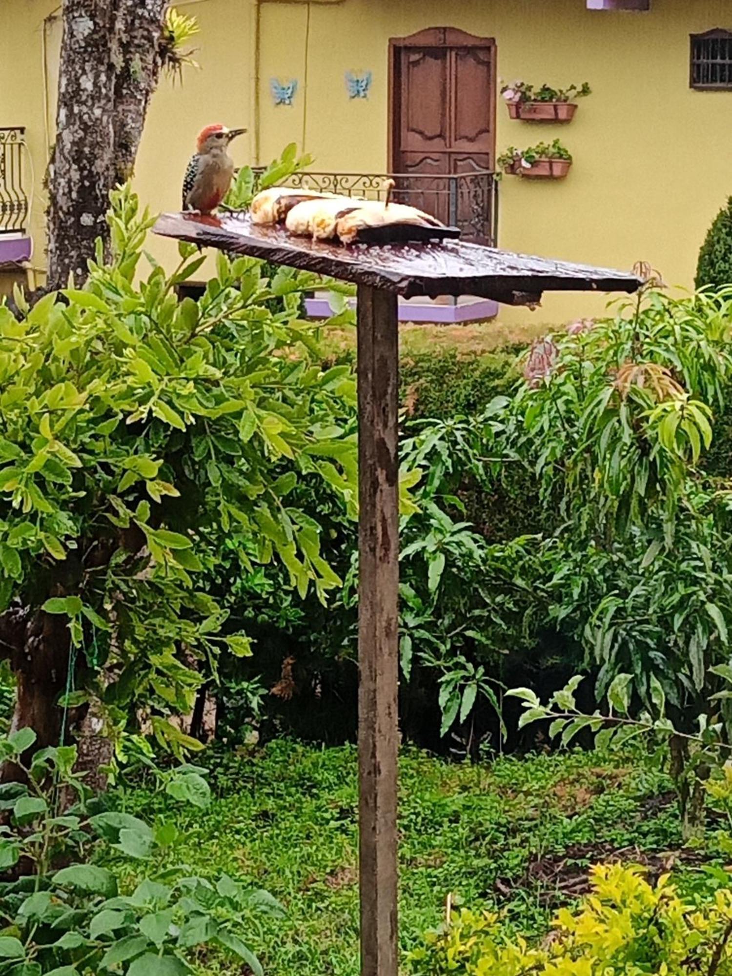 Bird House - Apartament Jardin Exterior photo